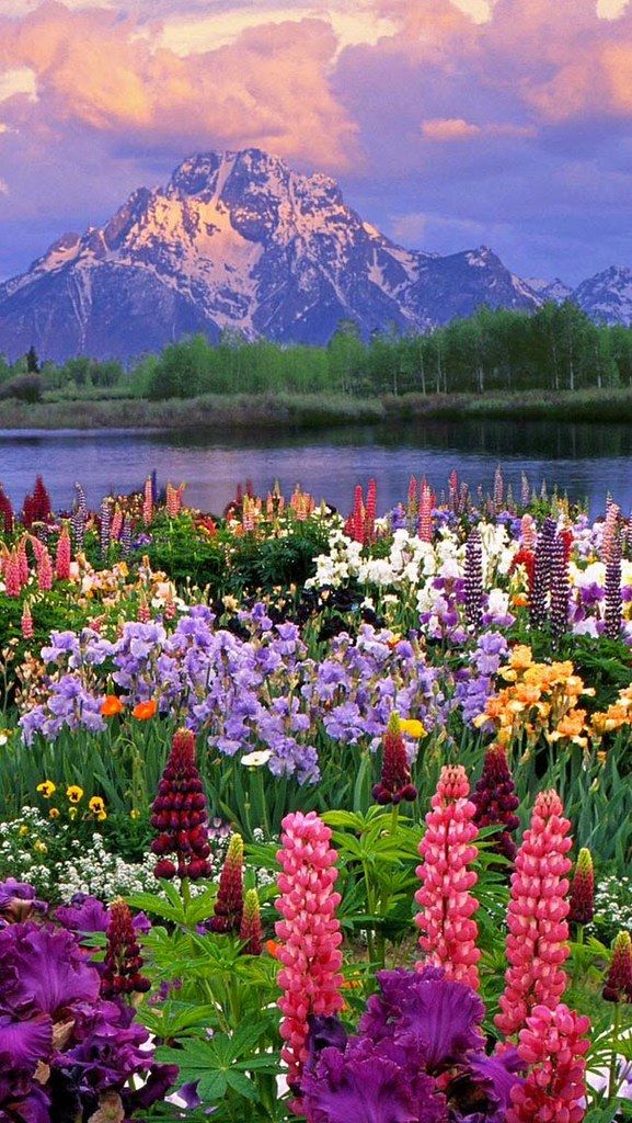 Wildflower Meadow with Mountain View and Reflective Lake at Sunset
